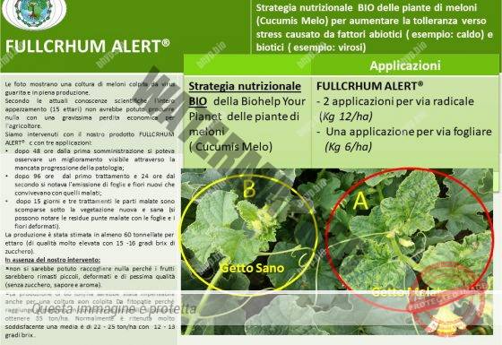 Risultati in Agricoltura – su piante di Melone affette da Virosi –